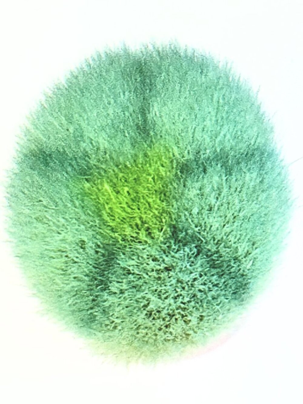 Soft & Fluffy Koyodu Flower Face Wash Brush Made in Kyoto Japan - Picture 4 of 12